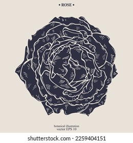 Flor rosa dibujada a mano por el vector. Ilustración botánica Eps 10