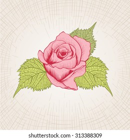 Vector hand drawn rose flower. Global color CMYK. 
