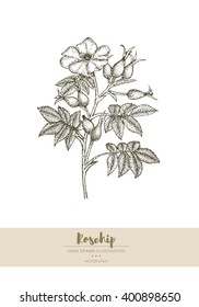 Vector hand drawn rosehip plant illustration.