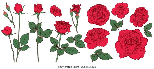 Vector hand drawn roses with bloom, buds, branch and leaves. Easy to edit, lines and colors in separate in groups. Outlines and fills are separate.