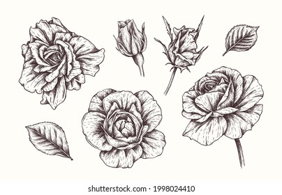 Vector hand drawn roses flowers. Vintage botanical collection in engraved style. English rose, bud, leaves for wedding invitations, prints, greeting cards, Birthday, wallpaper, template