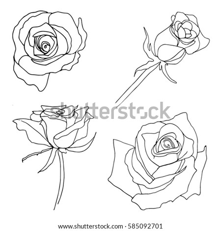 Vector Hand Drawn Roses Rose Buds Stock Vector Royalty Free
