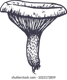 Vector hand drawn saffron milk cap illustration. Graphic illustration.