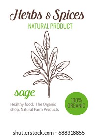 Vector hand drawn sage. Sketch illustration. Herbs and spices banner.