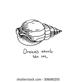 Vector hand drawn sea shell.
