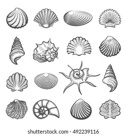 Vector hand drawn sea shell set. Shells drawing sketch isolated on white