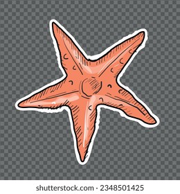 Vector Hand Drawn Sea Star Sticker  Design Element Isolated on White Background.  Natural Sea or Summer Vector Starfish Illustration. Seashell Element Sea animals vector hand drawing. Summer Elements.