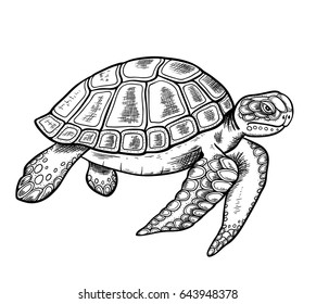 Vector hand drawn sea turtle on a white background.