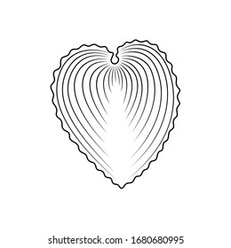 Vector hand drawn seashell. Seashell icon isolated on white background.