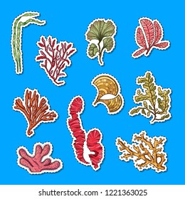 Vector hand drawn seaweed elements sticker set illustration. Underwater seaweed sea sticker, cartoon ocean coral