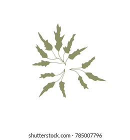 Vector hand drawn seaweed. Isolated individual object, algae. Sea clipart for greeting cards, weddings, stationery, surface design, scrapbooking. Part of a large sea collection.