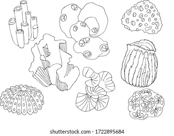 vector hand drawn seaweed. underwater world to color