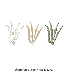 Vector hand drawn seaweeds. Isolated individual objects, algae. Sea clipart for greeting cards, weddings, stationery, surface design, scrapbooking. Part of a large sea collection.
