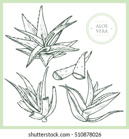 Vector Hand Drawn Set With Aloe Vera. Illustration Medical Plant.Element For Design. Realistic Drawing.