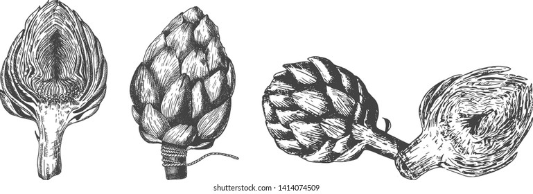 Vector hand drawn set of artichokes. Single, half and composition of two. Vegetarian and vegan food. Local farmers market product. Isolated on white background