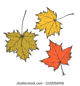 Vector hand drawn set of autumn maple leaves isolated on white.