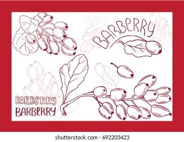 Vector hand drawn set with barlberry . Element for design. Realistic drawing.
