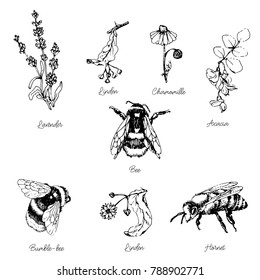 Vector hand drawn set of bees and honey flowers, can be used for paterns,textiles,covers and packaging design