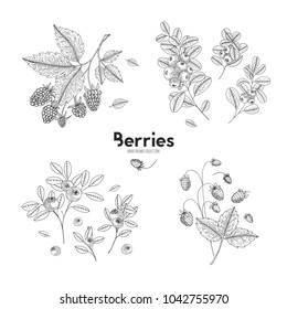 Vector hand drawn set of berries. Bluberry, raspberry, cranberry, wild strawberry. Engraved style vector illustration. Use for restaurant, menu, smoothie bowl, market, cafe recipes package design