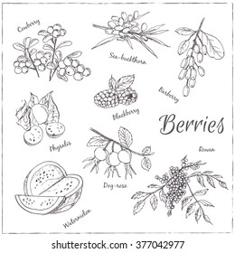 Vector hand drawn set with Berries. Vintage illustration. Retro collection with cowberry, physalis, sea-buckthorn, dog-rose, blackberry, watermelon, rowan, raspberry.