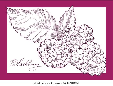Vector hand drawn set with blackberry. Element for design. Realistic drawing.