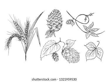 Vector hand drawn set of brewing agricultural plants. Hop, hopbind and leaves, wheat and it’s ears. Isolated on white background.