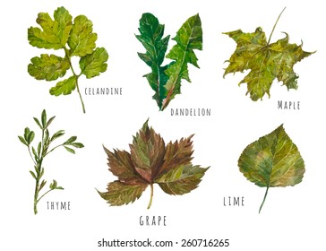 Vector  Hand Drawn Set With Celandine, Dandelion, Maple, Thyme, Grape, Lime Leaf . Watercolour  Signs Collection. 