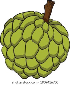 Vector hand drawn set of cherimoya. Sugar apple colored illustration. Delicious tropical vegetarian objects. Use for restaurant, menu, smoothie bowl, market, store, party decoration, meal.
