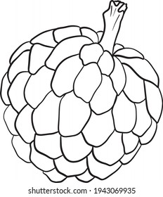 Vector hand drawn set of cherimoya. Sugar apple illustration. Delicious tropical vegetarian objects. Use for restaurant, menu, smoothie bowl, market, store, party decoration, meal.