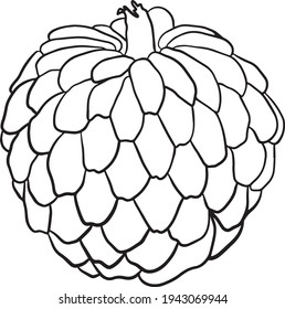 Juego de cherimoya dibujado a mano por vectores. Ilustración de manzana azucarera. Deliciosos objetos vegetarianos tropicales. Uso para restaurante, menú, tazón liso, mercado, tienda, decoración de fiestas, comida.