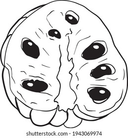 Vector hand drawn set of cherimoya. Sugar apple illustration. Delicious tropical vegetarian objects. Use for restaurant, menu, smoothie bowl, market, store, party decoration, meal.