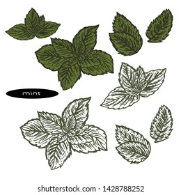 Vector hand drawn set of color mint leaves and mint leaves in the engraving style.