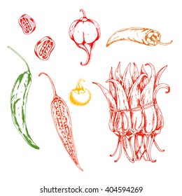 Vector hand drawn set of colored hot Chili pepper on white background. Ink drawn illustration in sketch style.