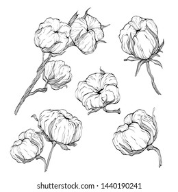Vector hand drawn set of cotton branches isolated on white background. Cotton flower buds in vintage engraved style.Botanical illustrations.Vector set of hand draw ink plant.