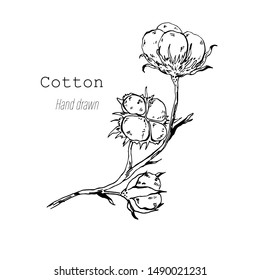 Vector hand drawn set of cotton branches and flowers. Botanical art isolated on white background. Use for print, poster, decoration and other design.