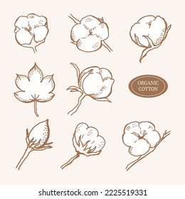 Vector hand drawn set of cotton branches with leaves. Cotton flower buds in  engraved style. Botanical art isolated on beige background. Use for print, poster, sticker, card, decoration. 