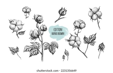 Vector hand drawn set of cotton branches. Cotton buds in vintage engraved style. Botanical art isolated on white background. Use for print, poster, decoration and other design.