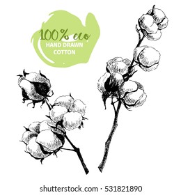 Vector hand drawn set of cotton branches. 100% eco. Cotton flower buds in vintage engraved style. Botanical art isolated on white background. Use for print, poster, decoration and other design. 