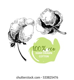 Vector hand drawn set of cotton branches. 100% eco. Cotton flower buds in vintage engraved style. Botanical art isolated on white background. Use for print, poster, decoration and other design. 