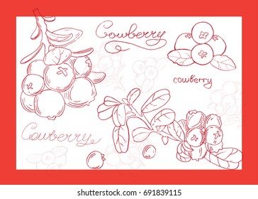 Vector hand drawn set with cowberry .Element for design. Realistic drawing.