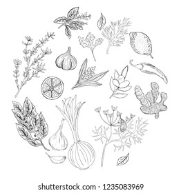 Vector hand drawn set with culinary herbs and spices