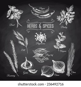 Vector hand drawn set with culinary herbs and spices. Vintage illustration. Chalkboard.