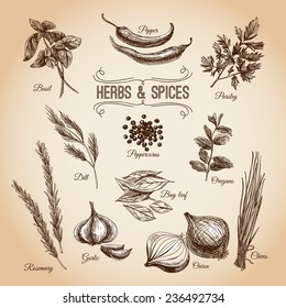 Vector desenhado à mão conjunto com ervas culinárias e especiarias. Ilustração vintage.