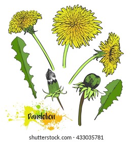 Vector hand drawn set of dandelion blossom. Summer medical plants in vibrant color. For medicine, cooking, gardening or decorating.