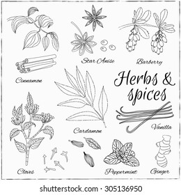 Vector hand drawn set with Dessert Spices. Vintage illustration. Retro collection with Vanilla, cinnamon, barberry, cardamom, vanilla, cloves, peppermint, star anise and ginger.