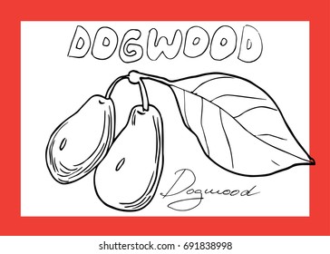 Vector hand drawn set with dogwood.Element for design. Realistic drawing.