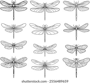 vector hand drawn set of dragonfly.