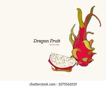 Vector hand drawn set of exotic fruits. Isolated pitaya. Engraved art. Delicious tropical vegetarian objects. Use for restaurant, menu, smoothie bowl, market, store, party decoration, meal
