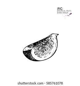 Vector hand drawn set of exotic fruits. Isolated fig slice. Engraved art. Delicious tropical vegetarian objects. Use for restaurant, meal, market, store, menu, party decoration, smoothie bowls.