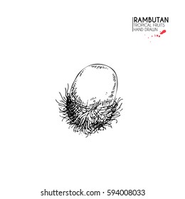 Vector hand drawn set of exotic fruits. Isolated rambutan. Engraved art. Delicious tropical vegetarian objects. Use for restaurant, menu, smoothie bowl, market, store, party decoration, meal